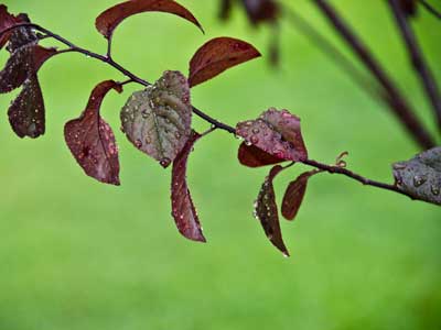 Rain drops on leaves at CCED image by Heath Stewart